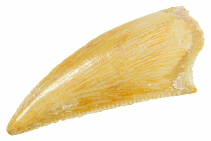 Serrated Raptor Tooth - Real Dinosaur Tooth #364841